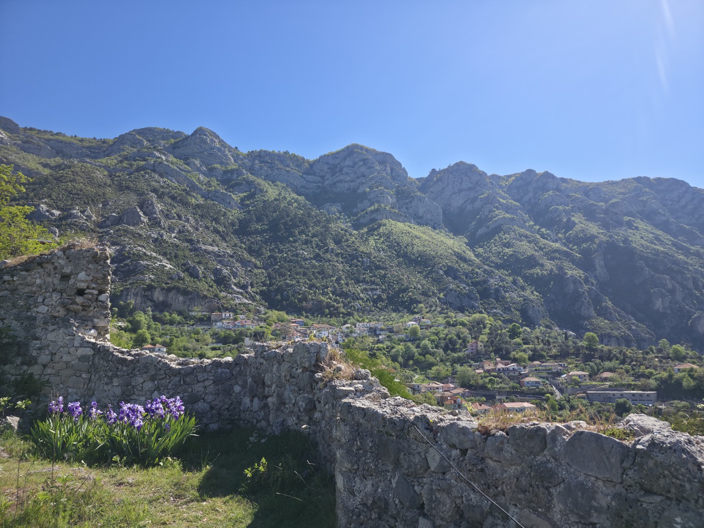 Wild irises growing along the ruined walls of Krujë Castle with mountains behind