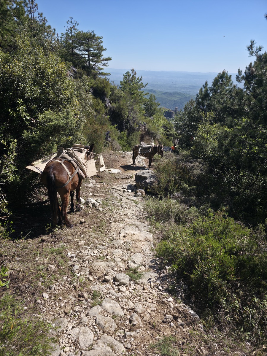 Pack mules carrying supplies up the cobblestone mountain trail